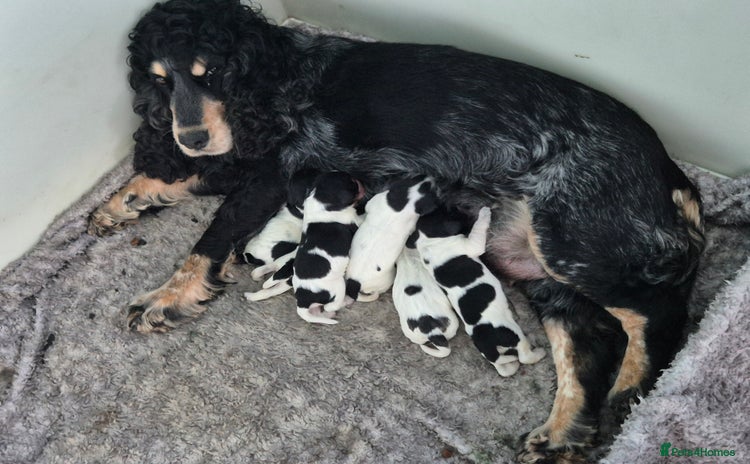 Cocker Spaniel dogs - Advert 2