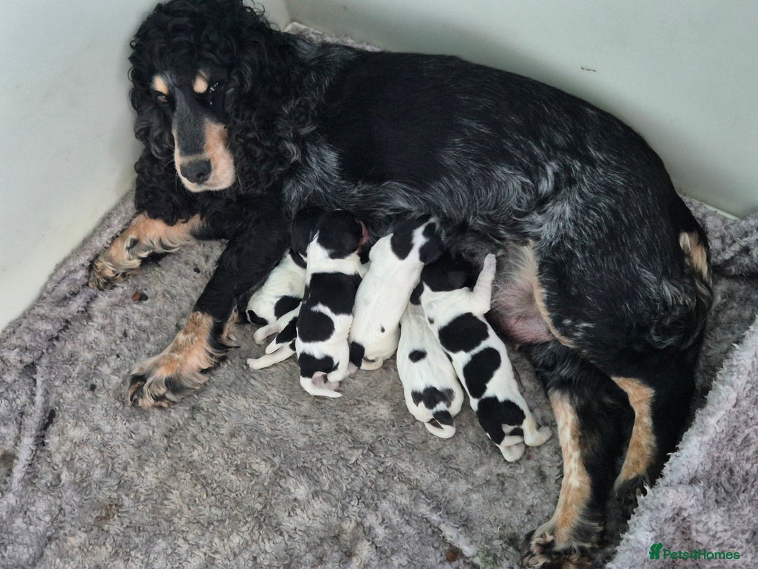 Cocker Spaniel dogs for sale: 6 beautiful Cocker puppies 🐶  - Image 1
