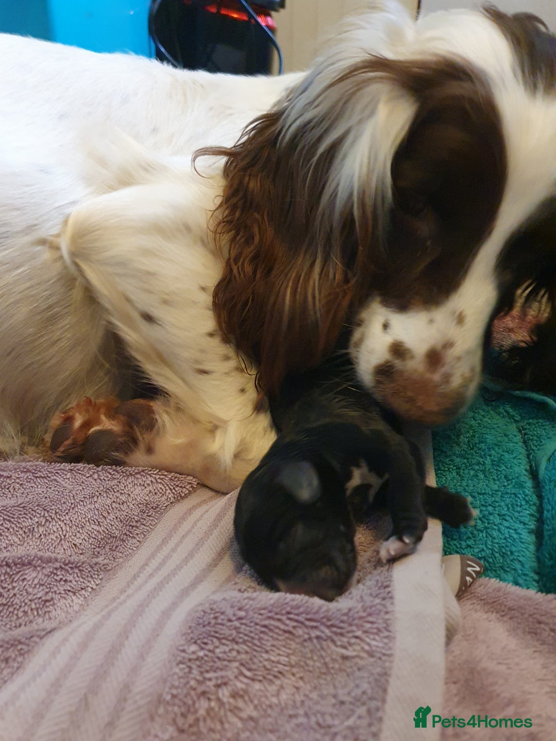 Springador dogs for sale: Springador puppies - Advert 1