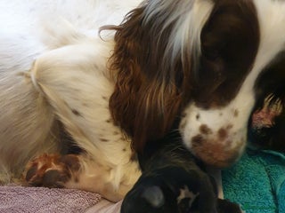 Springador dogs Springador puppies - Advert 6