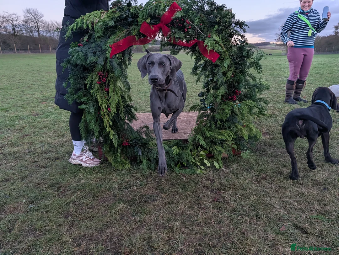 Weimaraner dogs for stud: Otto Weimaraner for Stud  - Advert 14