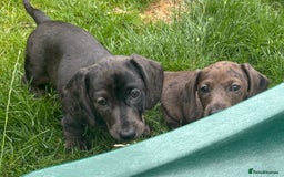 Miniature Dachshund dogs for sale: KC miniature Daschunds    - Image 10
