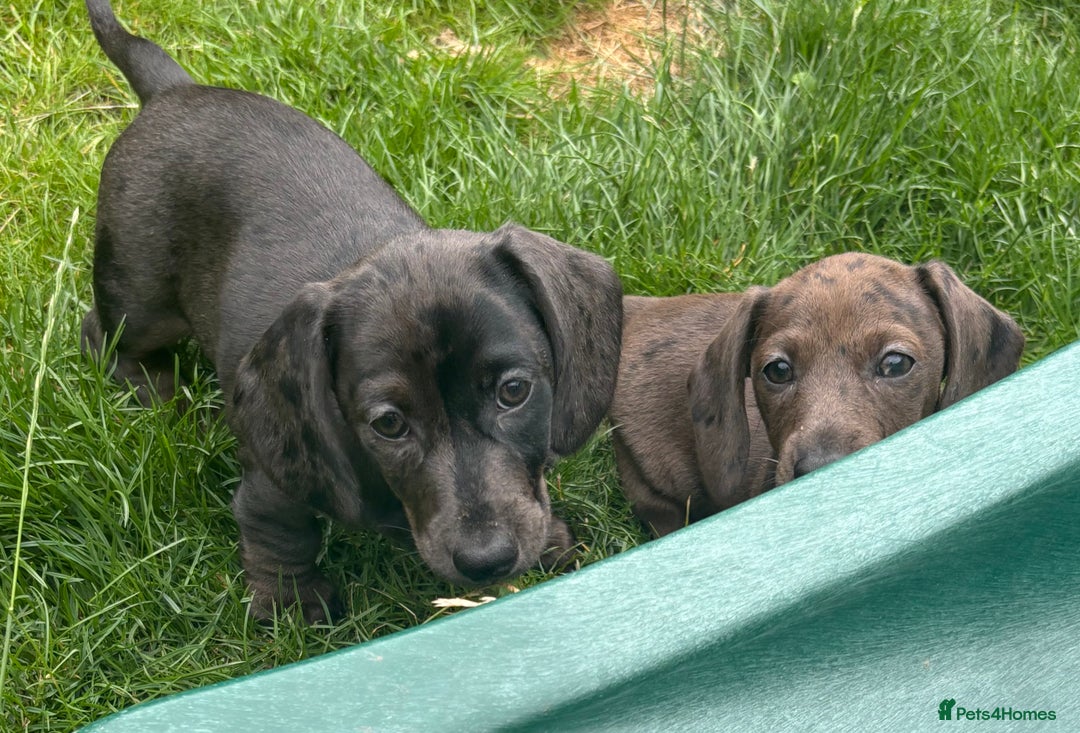 Miniature Dachshund dogs for sale: KC miniature Daschunds    - Image 10
