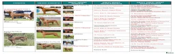 Rhodesian Ridgeback dogs for sale: Stunning Rhodesian Ridgebacks from Champion Lines - Advert 4