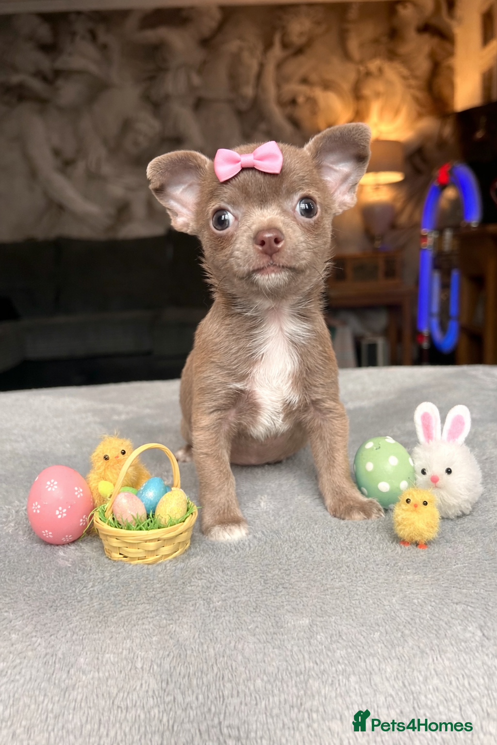 Chihuahua dogs Tiny chihuahua girl LAST ONE 💕 - Advert 6