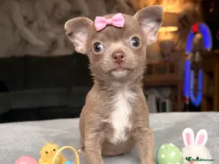 Chihuahua dogs Tiny chihuahua girl LAST ONE 💕 - Advert 6
