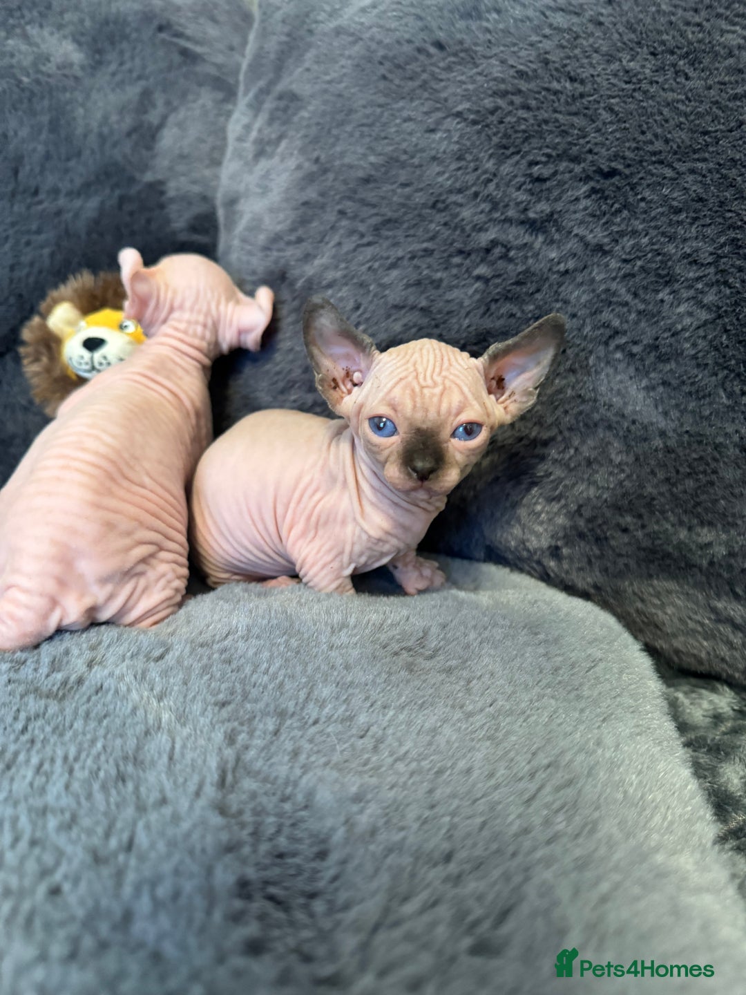 Sphynx cats for sale:  🔥Sphynx and Elf kittens 🔥 - Advert 19