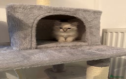 Ragdoll cats for sale: Ragdoll kitten  - Image 2