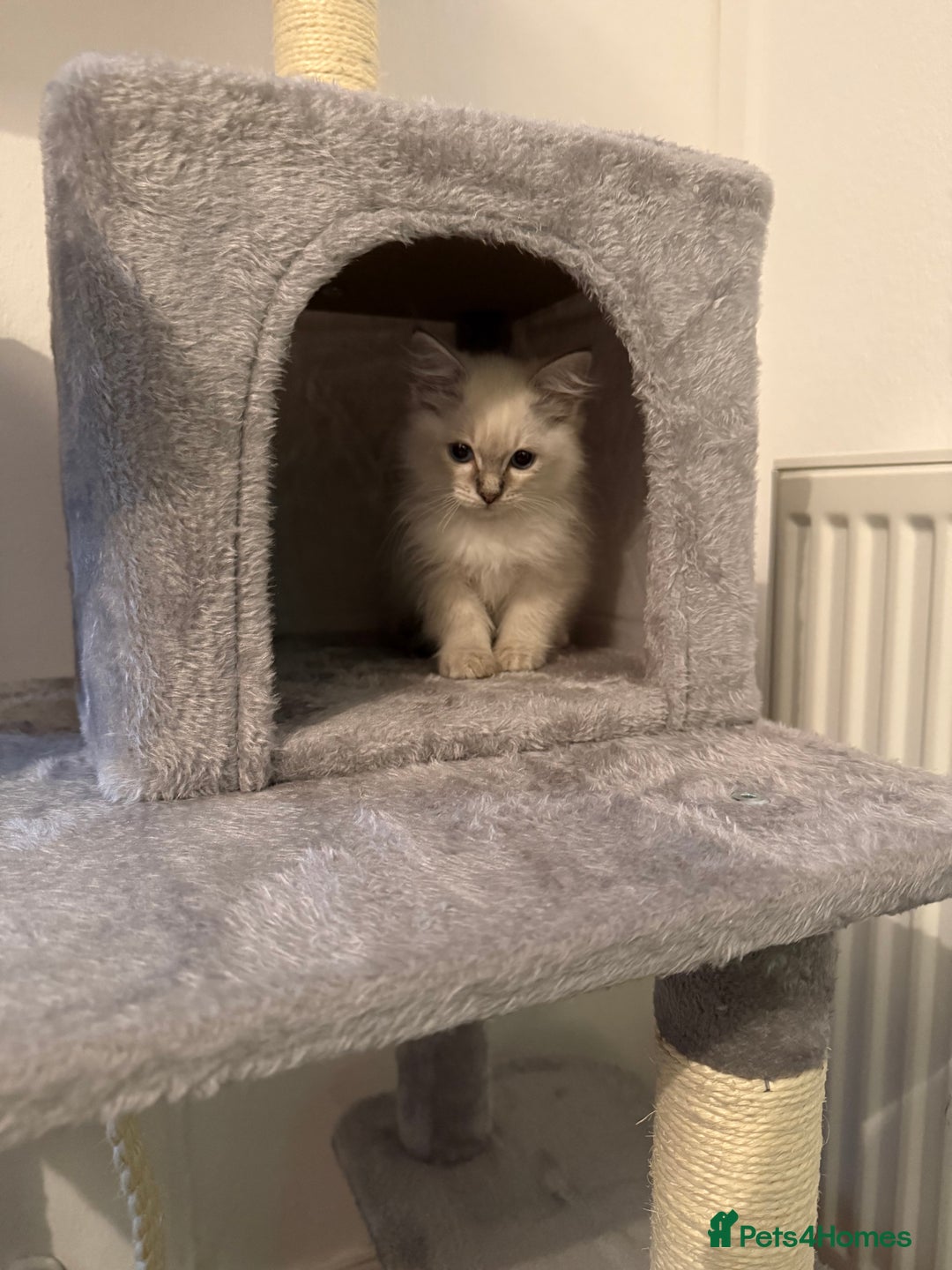 Ragdoll cats for sale: Ragdoll kitten  - Image 2