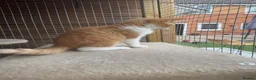 British Shorthair cats for sale: Stunning red & white boy gccf reg  - Advert 5