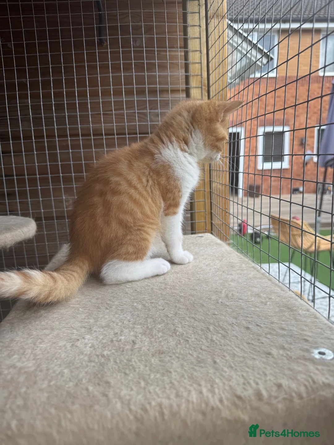 British Shorthair cats for sale: Stunning red & white boy gccf reg  - Advert 5