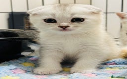 Scottish Fold cats for sale: Scottish Fold kittens - Image 5