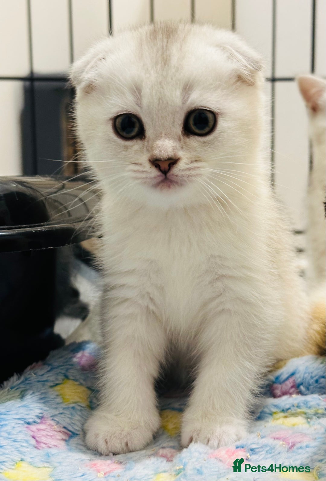 Scottish Fold cats for sale: Scottish Fold kittens - Image 5