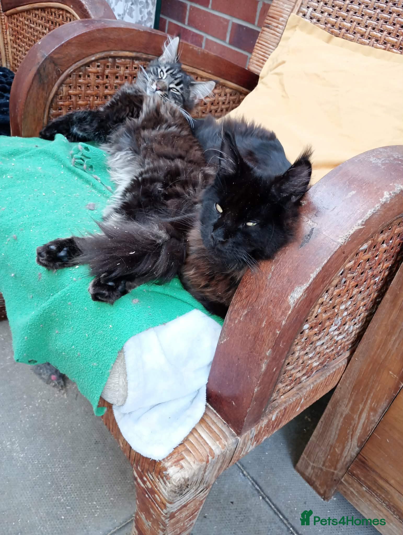 Maine Coon cats Maine Coons XL Active - Advert 8