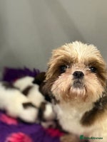 Shih Tzu dogs - Advert 5