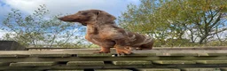 Miniature Dachshund dogs for stud: Miniature chocolate harlequin dachshund  - Advert 3