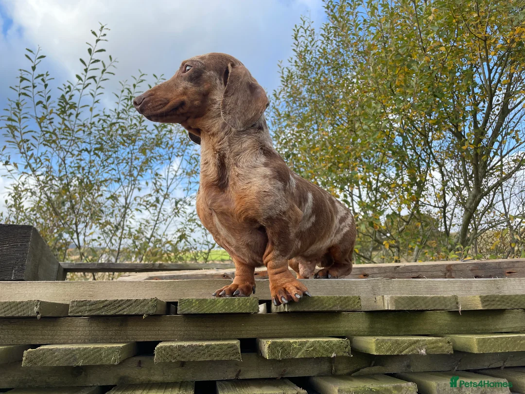 Miniature Dachshund dogs for stud: Miniature chocolate harlequin dachshund  - Advert 3