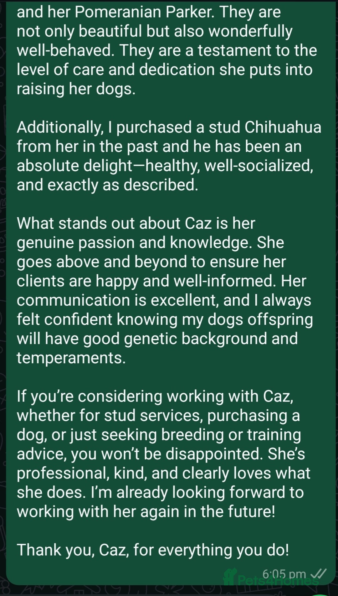 Chihuahua dogs for stud: Kc reg Lilac short coat for stud  in Bedford - Advert 21