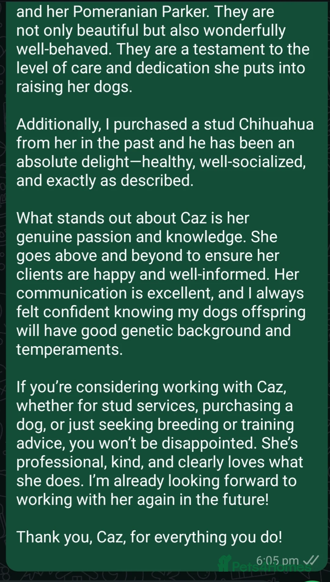 Chihuahua dogs for stud: Kc reg Lilac short coat for stud  in Bedford - Advert 21