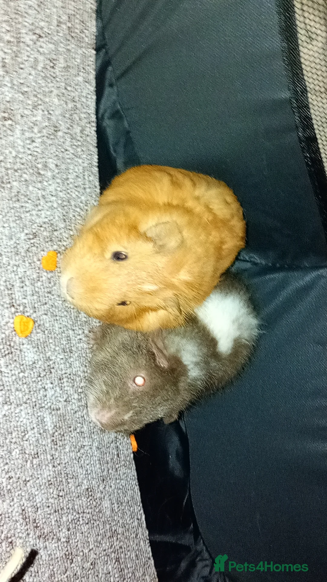Guinea Pig rodents for sale: Beautiful ginger female guinea pig  in Yeovil - Advert 2