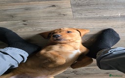 Labrador Retriever dogs for sale: Fox red lab - Image 1