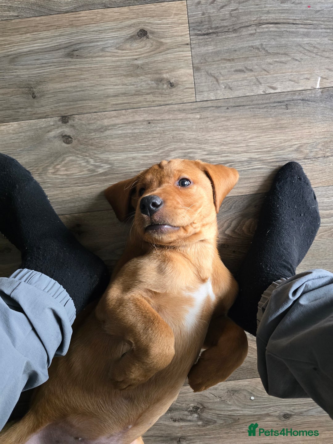 Labrador Retriever dogs for sale: Fox red lab - Image 1