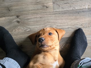 Labrador Retriever dogs for sale - Advert 1