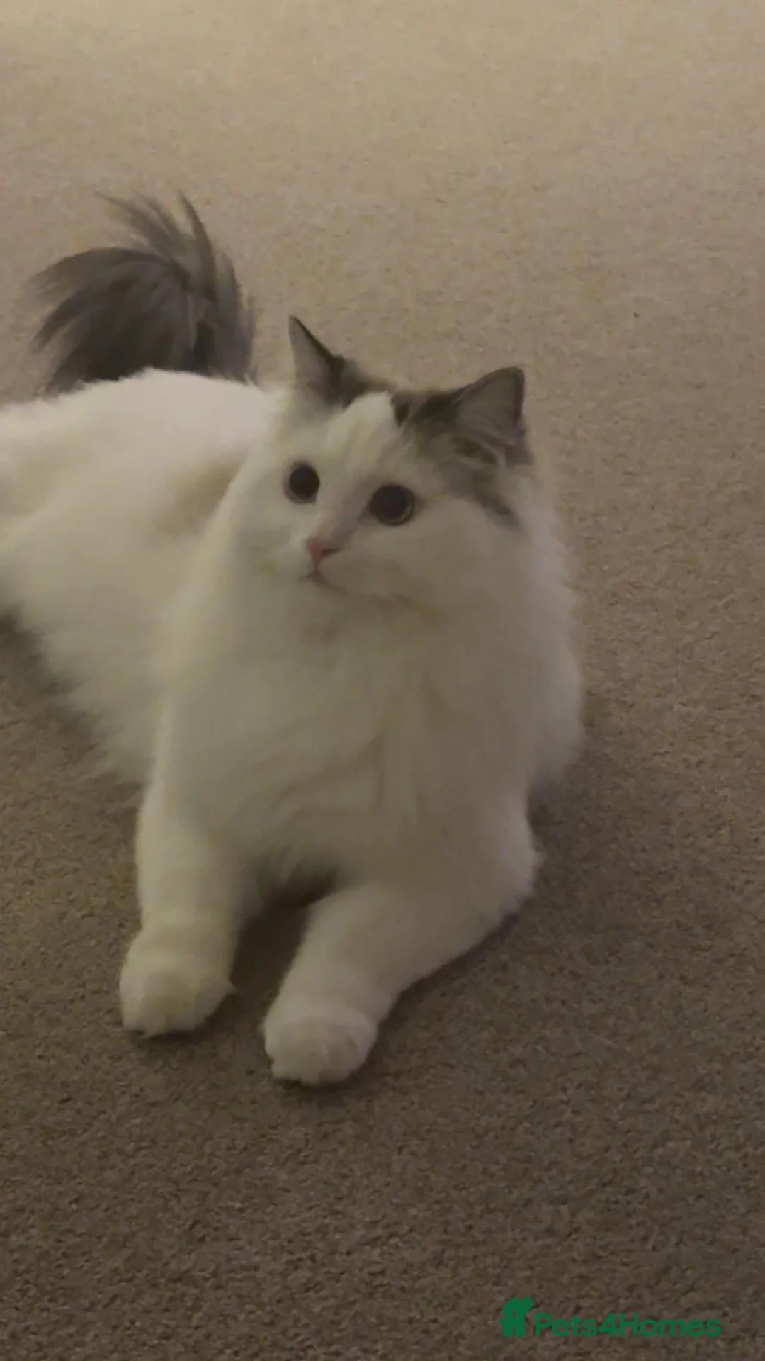 Ragdoll cats for sale: Nico Male Ragdoll 3 year old  in Worksop - Advert 5