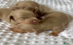 Miniature Dachshund dogs for sale: KC Miniature Isabella Dapple Dachshunds - Image 8