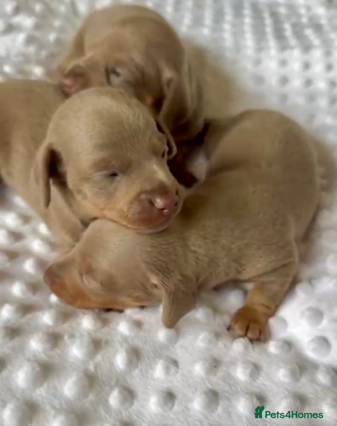 Miniature Dachshund dogs for sale: KC Miniature Isabella Dapple Dachshunds - Image 8