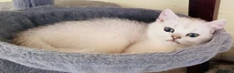 British Longhair cats for sale: ⭐️ STUNNING GIRLS ~ BLH & BSH FEMALE KITTENS   ⭐️ - Advert 6