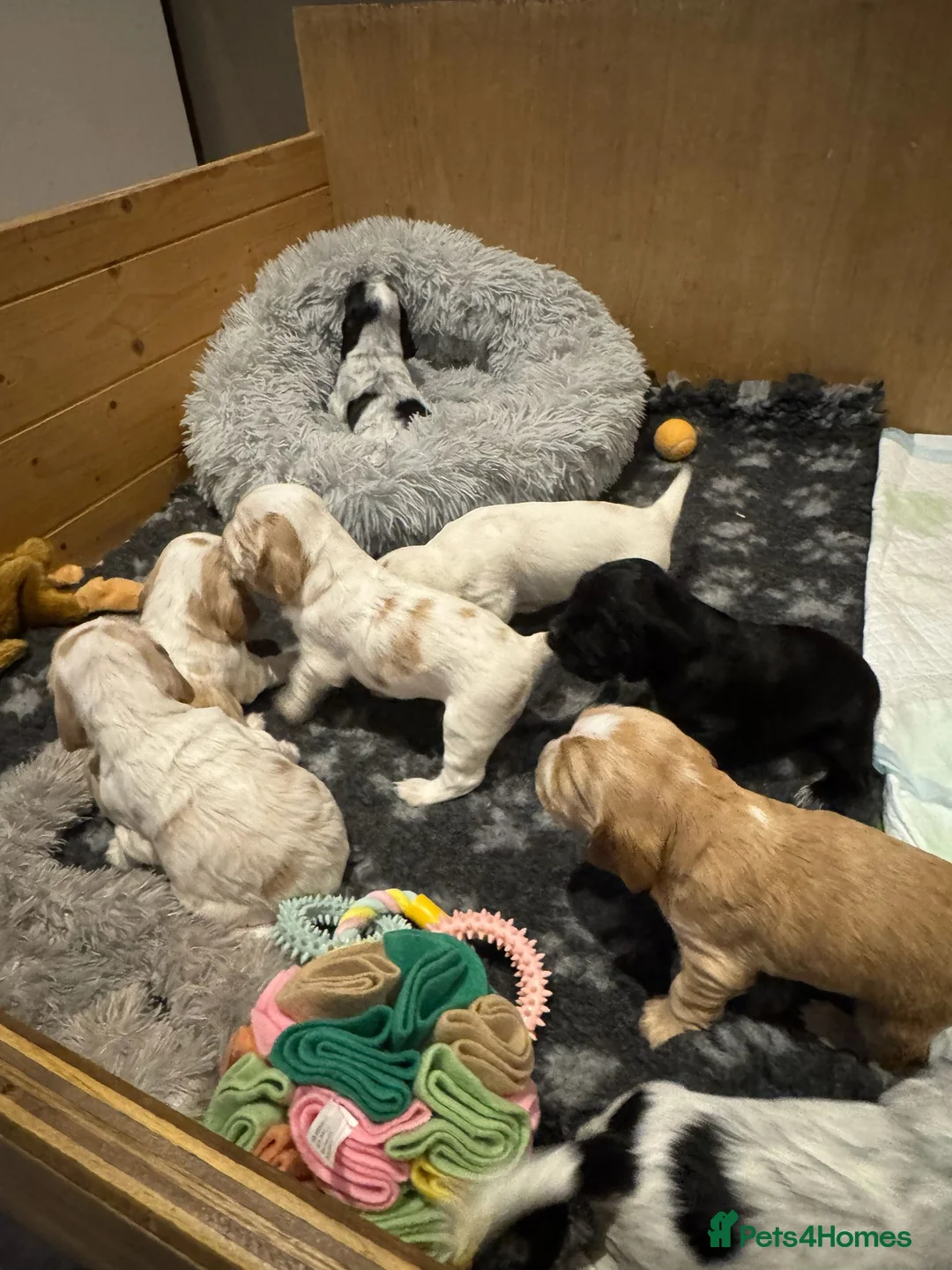 Cocker Spaniel dogs for sale: Gorgeous KC/Full Health Cocker Spaniel show type - Advert 15