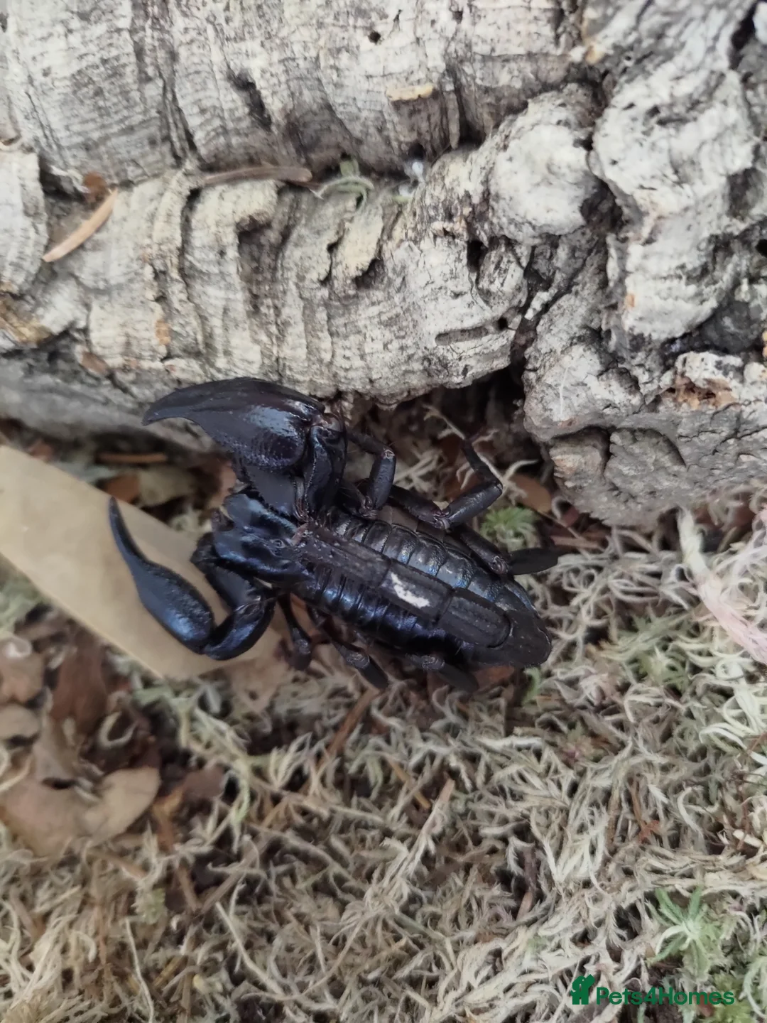Scorpions invertebrates for sale: Asian Forest Scorpions in Leyland - Advert 5