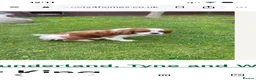 Cavalier King Charles Spaniel dogs for sale: King Charles cavalier  in Newcastle upon Tyne - Advert 2