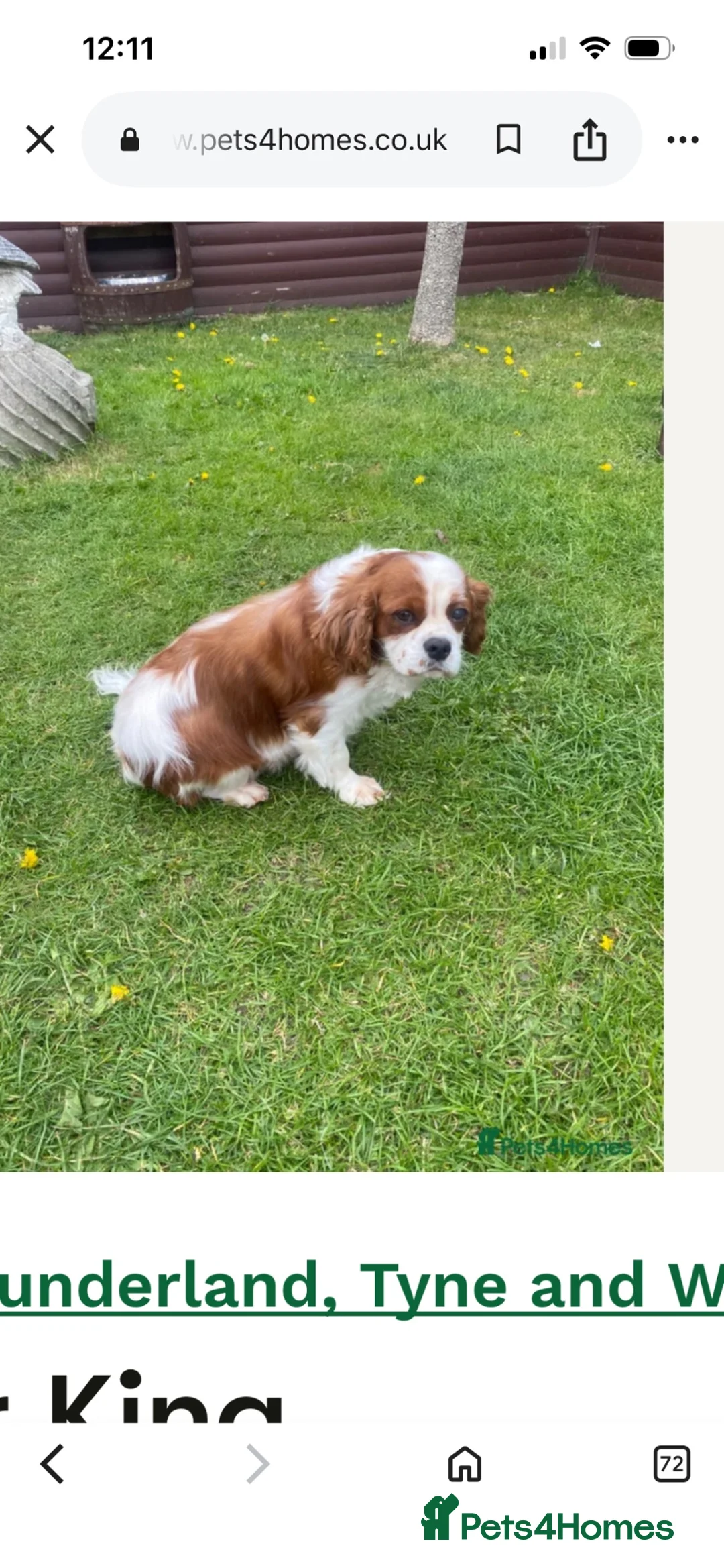 Cavalier King Charles Spaniel dogs for sale: King Charles cavalier  in Newcastle upon Tyne - Advert 2