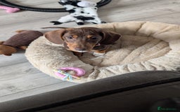Miniature Dachshund dogs for sale: Female pup available bow - Image 3