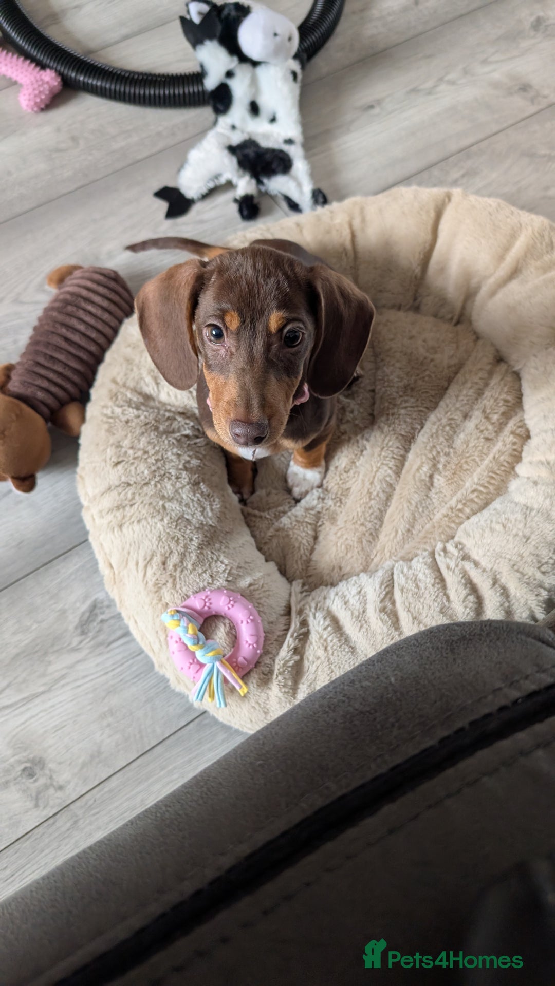 Miniature Dachshund dogs for sale: Female pup available bow - Image 3