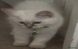 Ragdoll cats for sale: GCCF registere ragdoll kittens ready now 🐱 😍 in Berkhamsted - Image 6