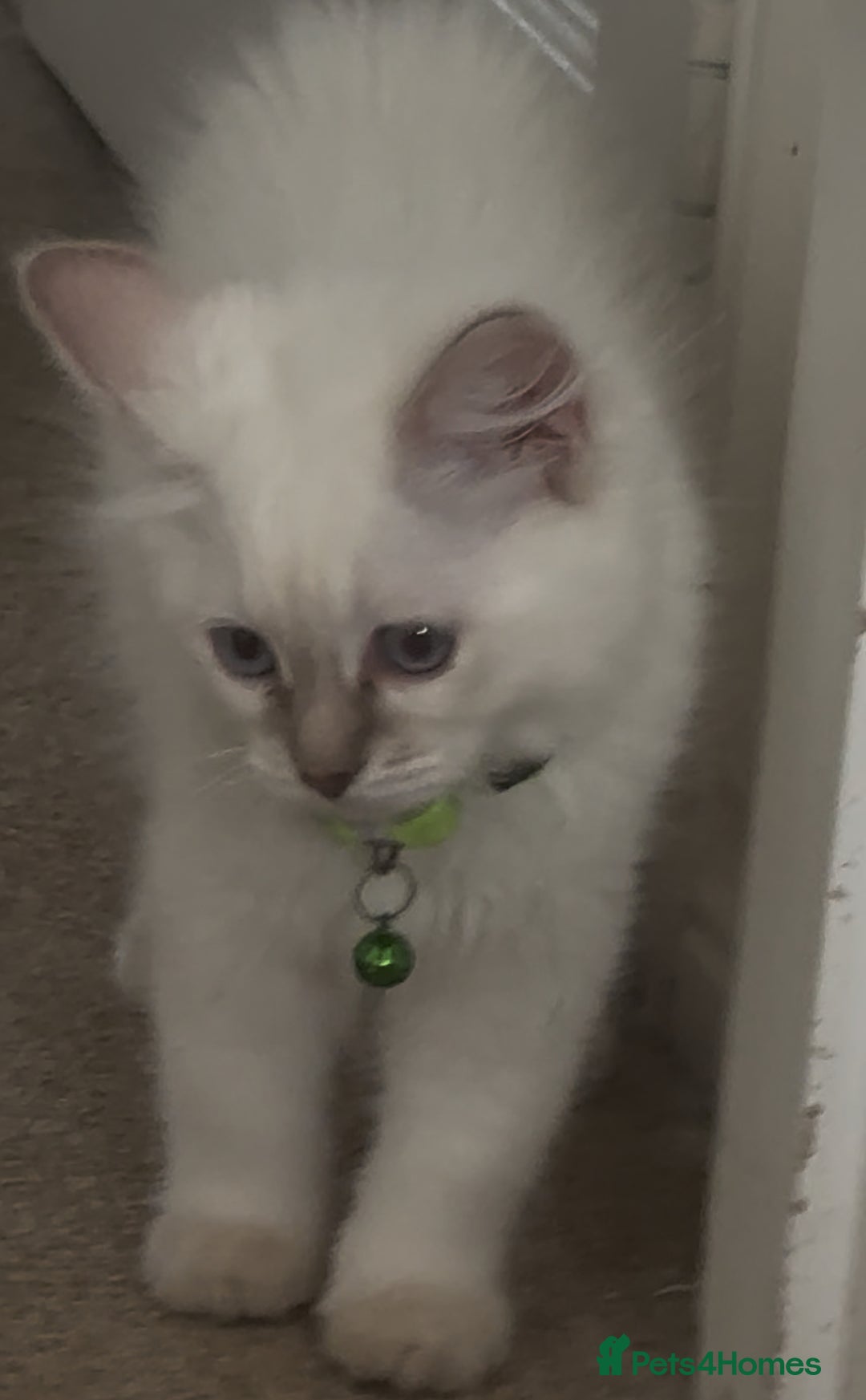 Ragdoll cats for sale: GCCF registere ragdoll kittens ready now 🐱 😍 in Berkhamsted - Image 6