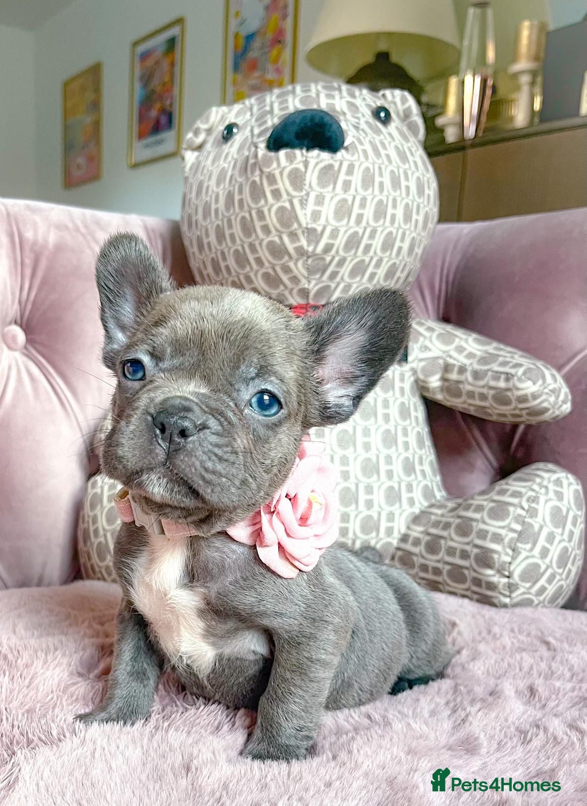 French Bulldog dogs BOYS&GIRLS - Advert 11