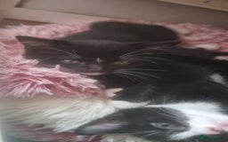 Domestic Shorthair cats for sale: 2 Girl and 1 Boy Available  - Image 3
