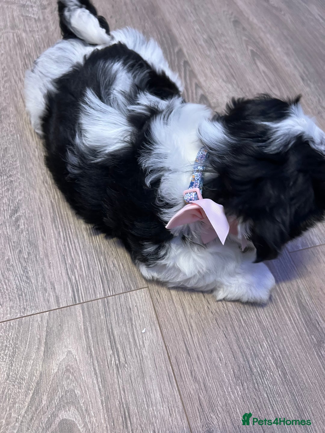 Shih Tzu dogs for sale: 4 adorable Shih Tzu for sale, 3 girls and 1 boy - Image 8