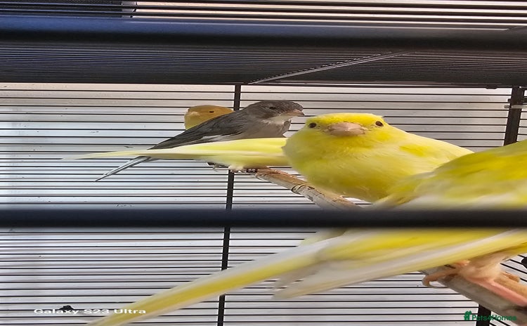 Canaries birds - Advert 11