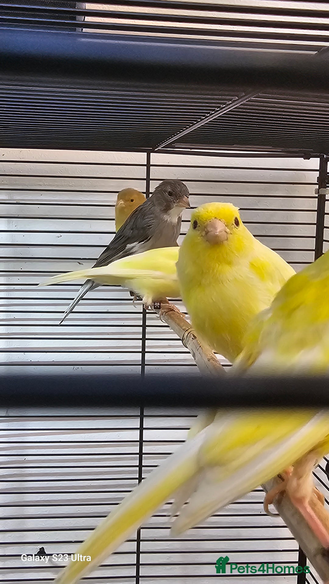 Canaries birds for sale: Irish fancy canary  - Image 1