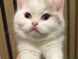 British Shorthair cats Stunning BSH babies ready 14th December - Advert 10