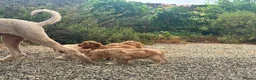 Cockapoo dogs for sale: Stunning Standard Cockapoos  - Advert 20