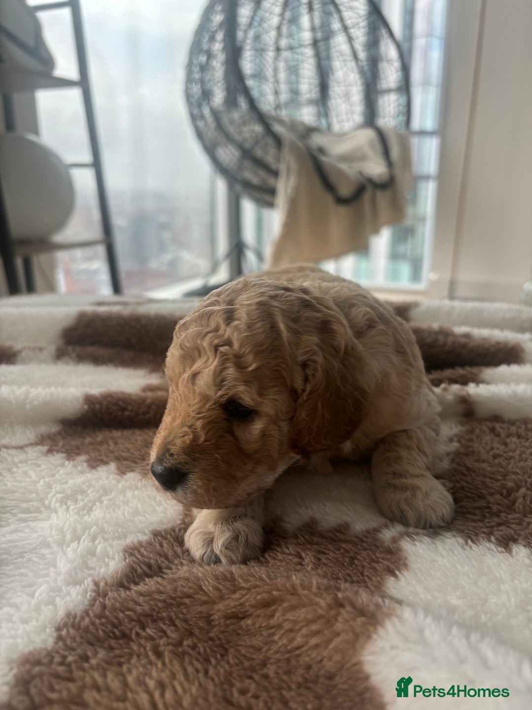 Cockapoo dogs for sale: 🎀 FLUFFY COCKAPOO PUPPIES - LAST TWO REMAINING🎀 - Advert 9