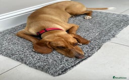 Bavarian Mountain Hound dogs for sale: Zoro needs a new home - Image 8