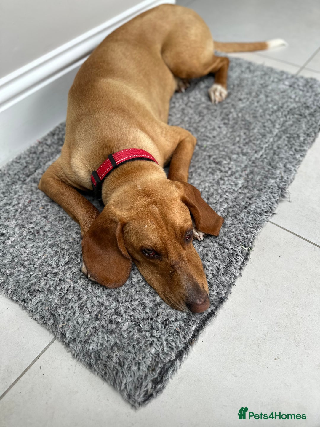 Bavarian Mountain Hound dogs for sale: Zoro needs a new home - Image 8