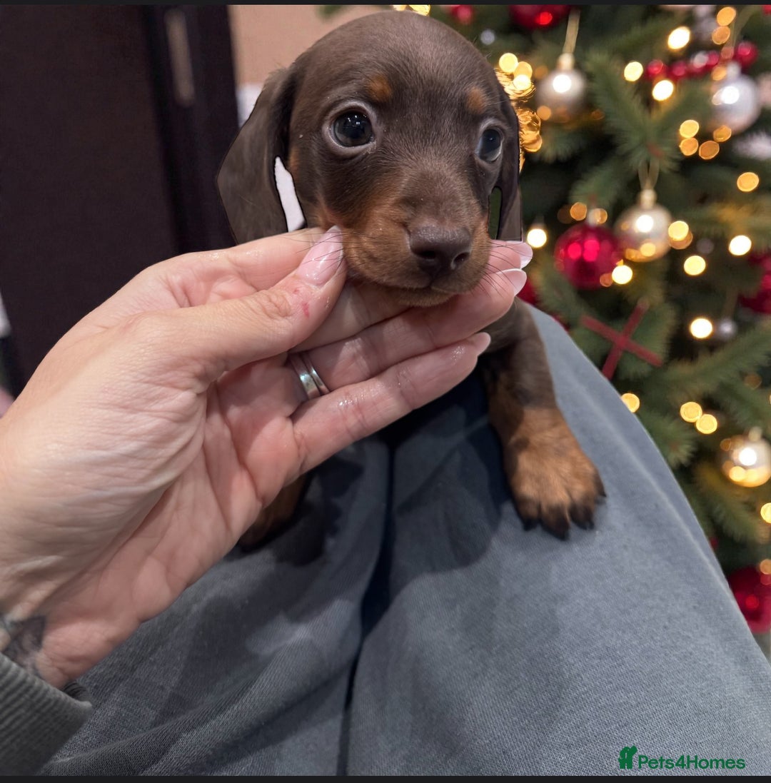 Miniature Dachshund dogs for sale: Stunning miniature sausage pups  - Advert 11